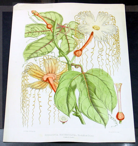 1855 Joseph Hooker & Water Fitch Large Antique Botanical Print of Lard Fruit of SE Asia - Hodgsonia