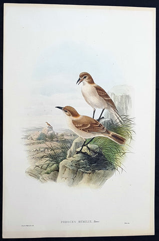 1850 John Gould Large Antique Bird Print of The Tibetan or Humes Ground-Tit