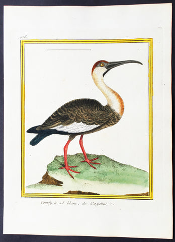 1775 Comte De Buffon Antique Ornithology Print The American Long Billed Curlew - Rare Imperial edition