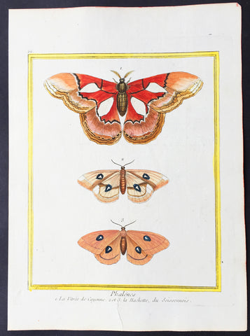 1765 De Buffon Large Antique Folio Print of South American Butterfly's