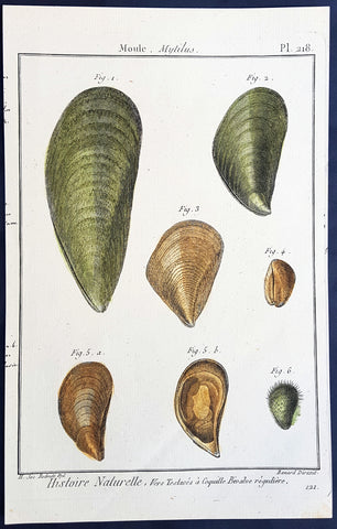 1789 Jean Baptiste Lamarck Antique Concology Print, Mussel Shells - Pl 218