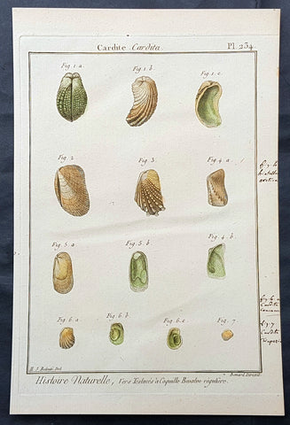 1789 Jean Baptiste Lamarck Antique Concology Print, Saltwater Clam Shells Plate 234