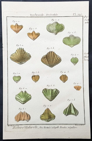 1789 Jean Baptiste Lamarck Antique Concology Print, Terebratula Lamp Shells Plate 245