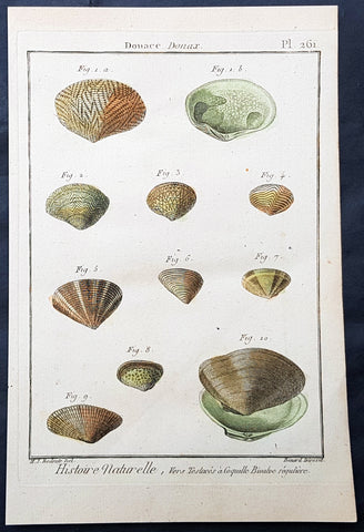 1789 Jean Baptiste Lamarck Antique Concology Print, Saltwater Bean Clam Shells, Plate 261