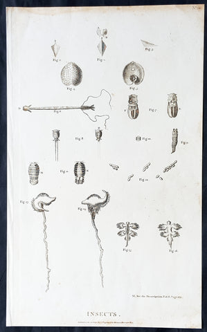 Copy of 1798 Laperouse Large Antique Print of Insects, Seeds, Plants America & Pacific