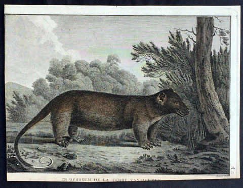 1785 Capt. Cook Antique Print of a Possum from Bruny Island, Tasmania in 1777
