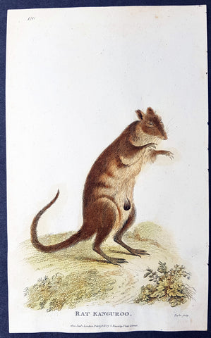 1800 George Kearsley Shaw Antique Early Print The Australian Musky Rat Kangaroo