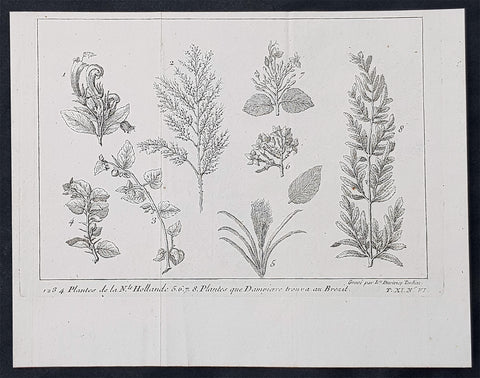 1705 William Dampier Original Antique Print Plants from NW Australia, Broome & Brazil