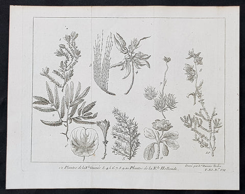 1705 William Dampier Original Antique Print Plants from NW Australia, Broome & PNG