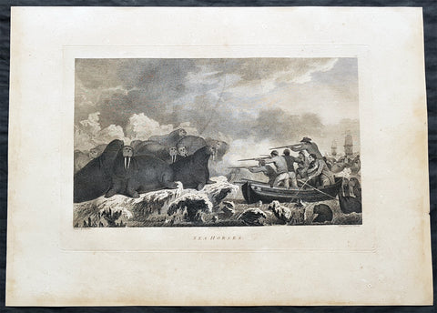 1784 Cook & Webber Large 1st Edition Antique Print Hunting Walrus in Alaska