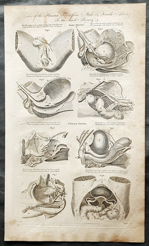 1798 W H Hall Large Antique Anatomical Print of Male & Female Pelvic X Section