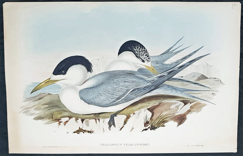 1840-48 John Gould Antique Print Birds of Australia, Torres Straits Crested Tern
