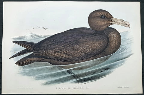 1840-48 J Gould Antique Print Birds of Australia Southern Giant Petrel, Glutton