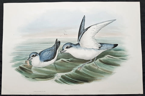 1840-48 John Gould Antique Print Birds of Australia - Dove or Antarctic Prion