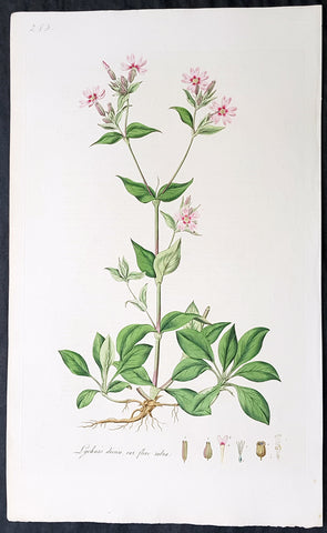 1777 W. Curtis Large Antique Botanical Print of Lychnis Dioica - Red Campion