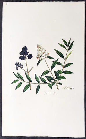 1777 W. Curtis Large Antique Botanical Print of Ligustrum vulgare or Privet Bush