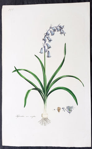 1777 W. Curtis Large Antique Botanical Print of Hyacinthus Non-Scriptus Bluebell