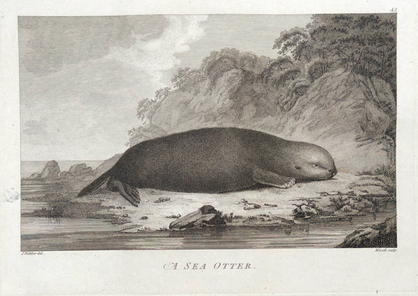 1784 James Cook & John Webber Antique 1st Edition Print Sea Otter, Nootka Sound Vancouver Is. Canada, 1778