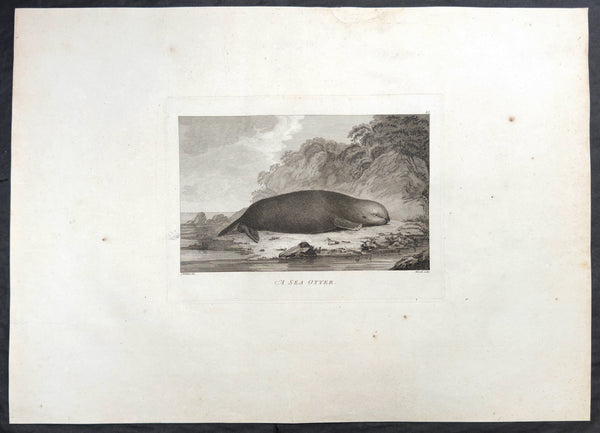 1784 James Cook & John Webber Antique 1st Edition Print Sea Otter, Nootka Sound Vancouver Is. Canada, 1778