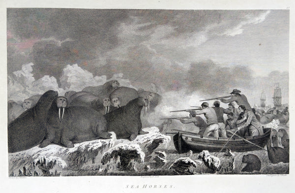 1784 James Cook & John Webber Antique 1st Edition Print Hunting Walrus Arctic Circle, 1778