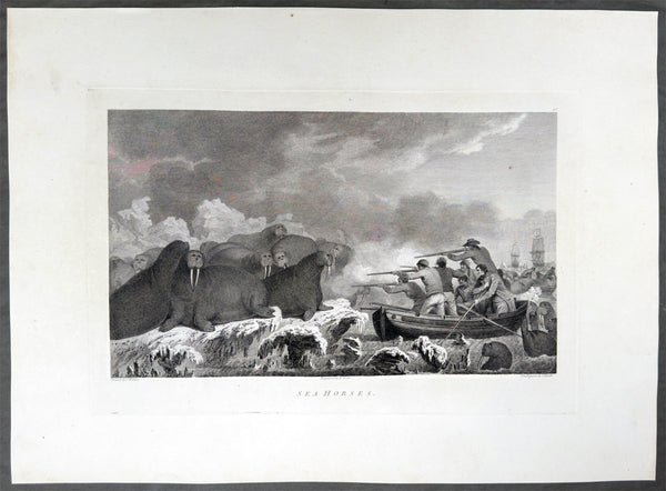 1784 James Cook & John Webber Antique 1st Edition Print Hunting Walrus Arctic Circle, 1778