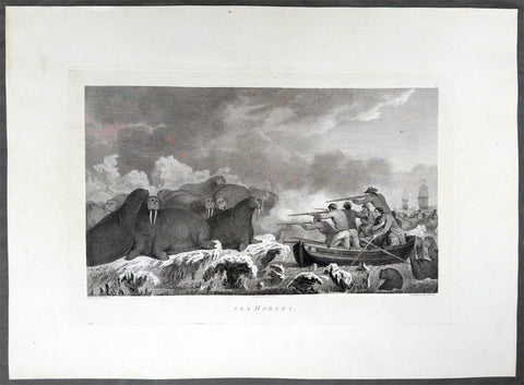 1784 James Cook & John Webber Antique 1st Edition Print Hunting Walrus Arctic Circle, 1778