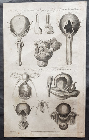 1795 William Henry Hall Large Antique Print of Male & Female Reproductive System