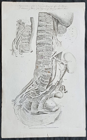 1795 William Hall Antique Print The Human Nervous System Thorax Abdomen & Pelvis