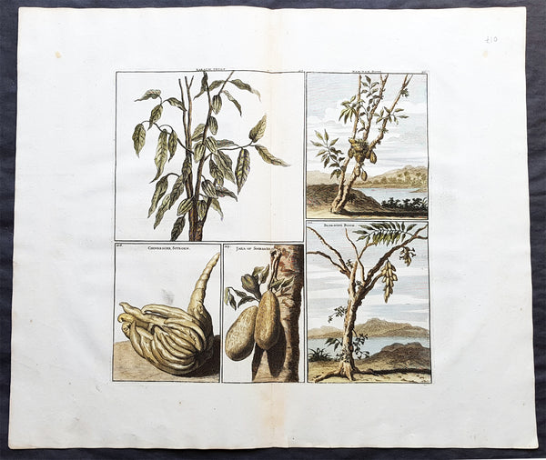 1698 De Bruyn Antique Print of Cacao, Chinese lemon, Jaka Plants of Indonesia