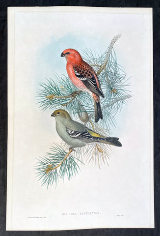 1862 John Gould Large Antique Print Birds of Great Britain - Pine Grosbeak
