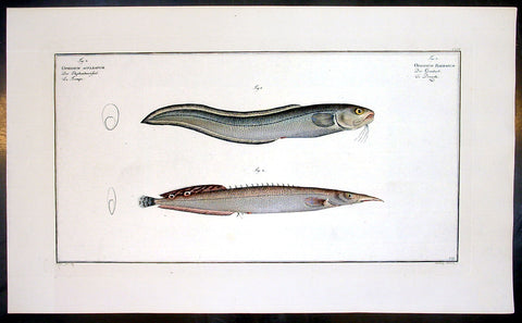 1785 Bloch Large Fish Print Ophidium Barbatum & Ophidium Aculeatum - Sea Snakes