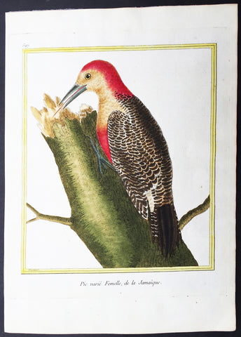 1775 Comte De Buffon Antique Imperial Ornithology Print The Jamaican Woodpecker - Rare Imperial edition