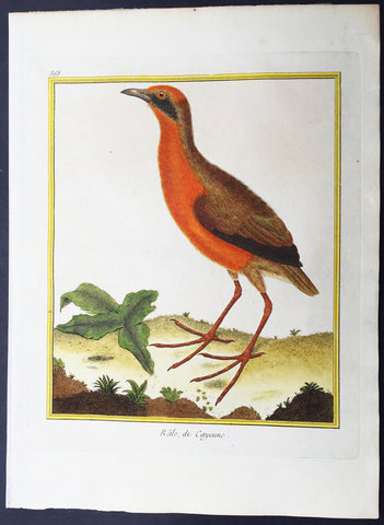 1775 Comte De Buffon Antique Imperial Ornithology Print Grey-Necked Wood Rail - Rare Imperial edition