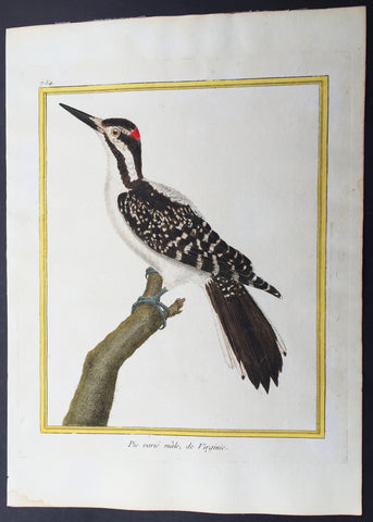 1765 De Buffon Large Antique Folio Bird Print of North American Hairy Woodpecker