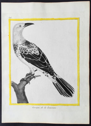 1775 Comte De Buffon Large Antique Ornithology Print North American Cacique Bird - Rare Imperial edition