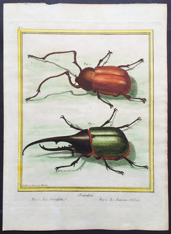 1765 Count De Buffon Large Folio Antique Print The Giraffe & Rhinoceros Beetles