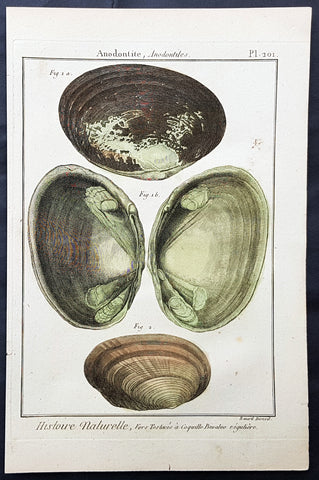 1789 Jean Baptiste Lamarck Antique Concology Print, Saltwater Clam Shells, Plate 201