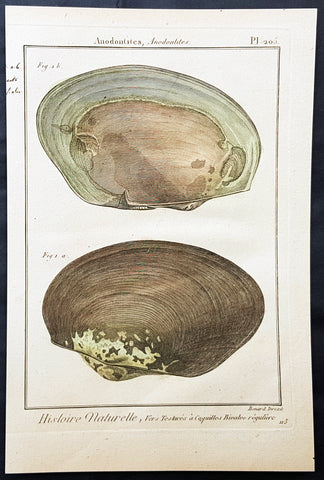 1789 Jean Baptiste Lamarck Antique Concology Print, Saltwater Clam Shells, Plate 205