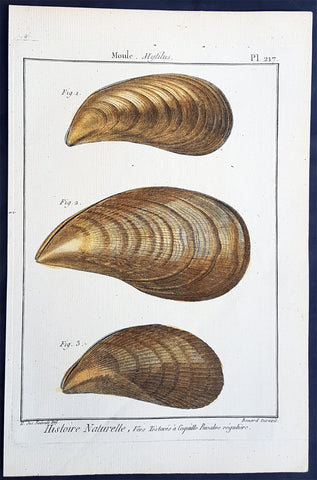 1789 Jean Baptiste Lamarck Antique Concology Print, Mussel Shells - Pl 217