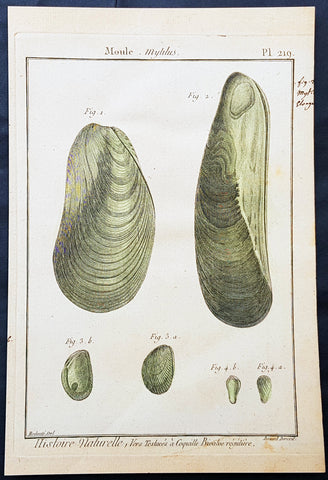 1789 Jean Baptiste Lamarck Antique Concology Print, Saltwater Mussel Shells Plate 219