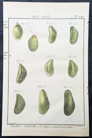 1789 Jean Baptiste Lamarck Antique Concology Print, Saltwater Mussel Shells Plate 220