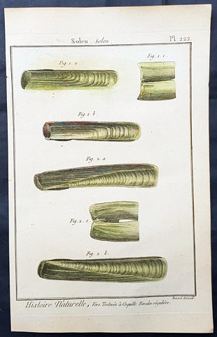 1789 Jean Baptiste Lamarck Antique Concology Print, Seawater Clam Shells, Plate 222