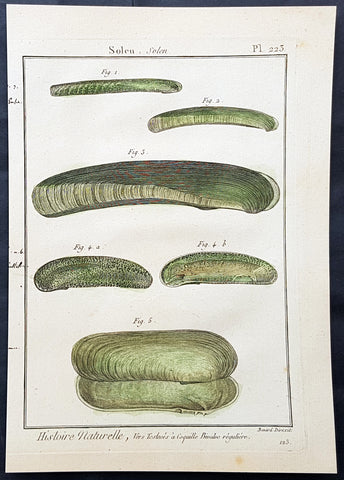 1789 Jean Baptiste Lamarck Antique Concology Print, Seawater Clam Shells, Plate 223