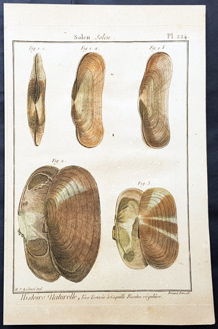 1789 Jean Baptiste Lamarck Antique Concology Print, Seawater Clam Shells, Plate 224