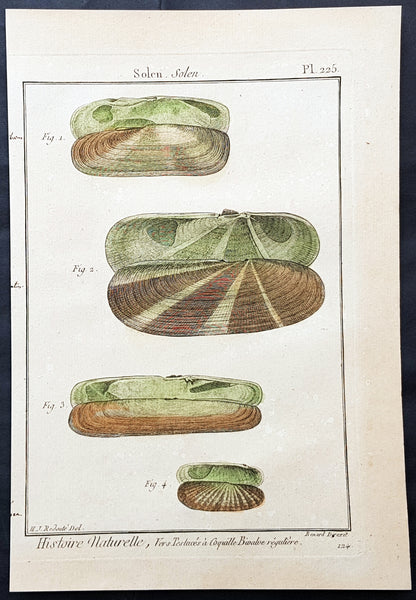 1789 Jean Baptiste Lamarck Antique Concology Print, Seawater Clam Shells, Plate 225