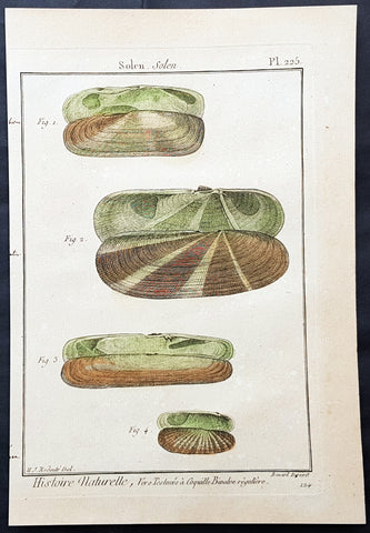 1789 Jean Baptiste Lamarck Antique Concology Print, Seawater Clam Shells, Plate 225