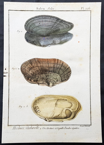 1789 Jean Baptiste Lamarck Antique Concology Print, Seawater Clam Shells, Plate 226