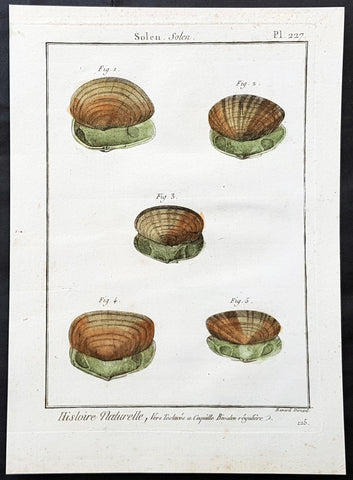 1789 Jean Baptiste Lamarck Antique Concology Print, Seawater Clam Shells, Plate 227