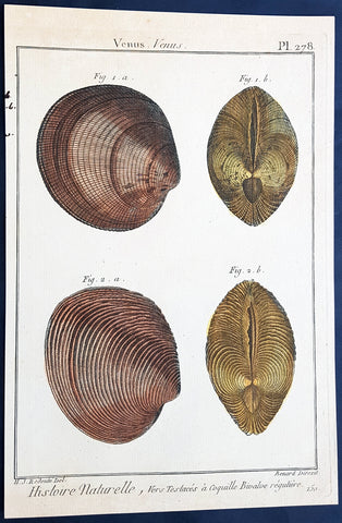 1789 Jean Baptiste Lamarck Antique Concology Print, Seawater Clam Shells, Pl 278
