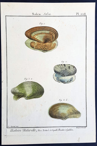 1789 Jean Baptiste Lamarck Antique Concology Print, Seawater Clam Shells, Pl 228